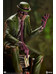 DC Comics - Riddler Premium Format