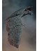 Godzilla: King of the Monsters - Rodan