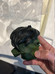 Marvel Premium Format The Incredible Hulk - DAMAGED